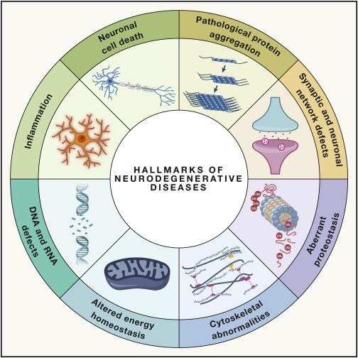 Practical Implications for Neurodegenerative Disease Management