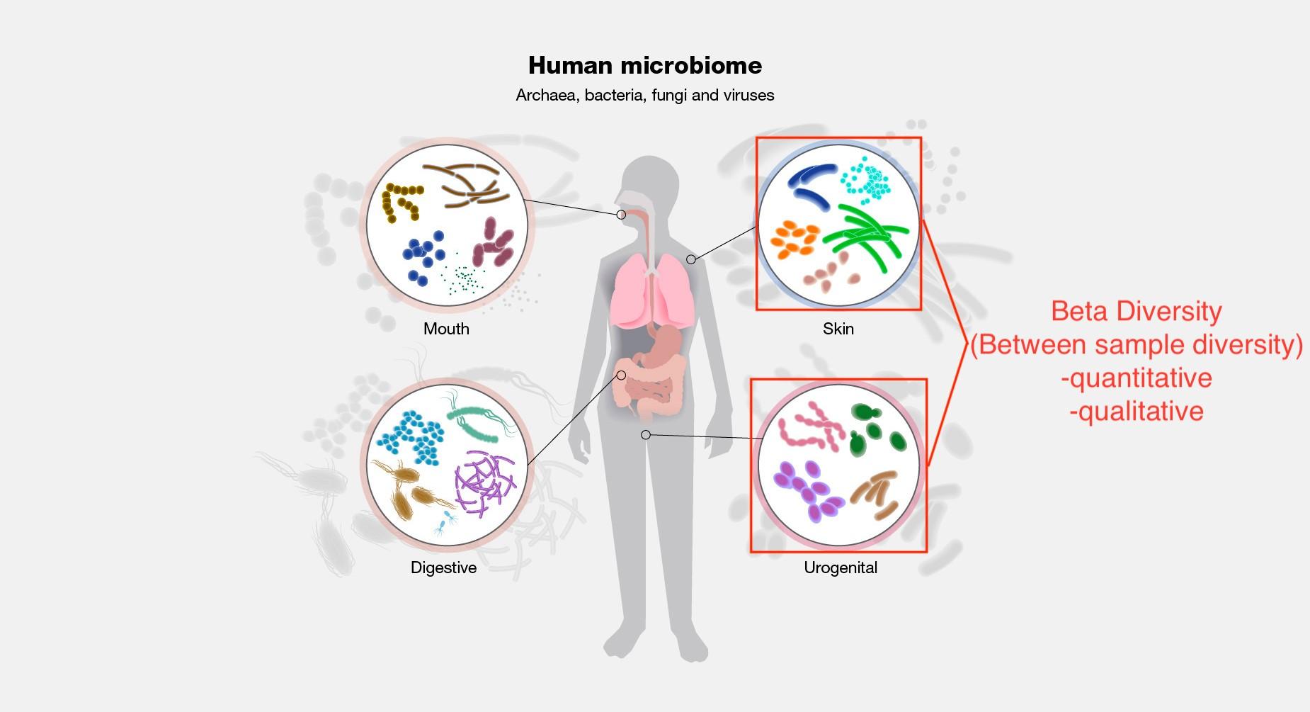 Impact of Microbial Diversity on Nutritional and Sensory ‍Properties