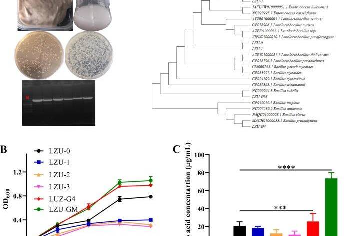 A gluten degrading probiotic Bacillus subtilis LZU-GM relieve adverse effect of gluten additive food and balances gut microbiota in mice