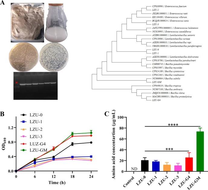 A gluten degrading probiotic Bacillus subtilis LZU-GM relieve adverse effect of gluten additive food and balances gut microbiota in mice