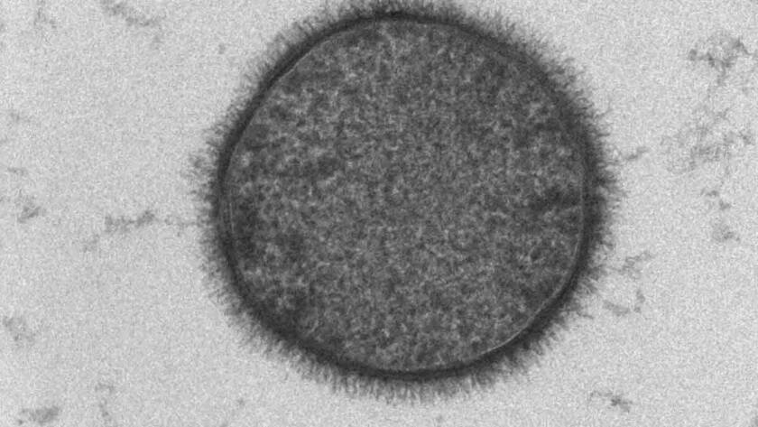 Differential effects of Bacillus subtilis- and Bacillus licheniformis-fermented products on growth performance, intestinal morphology, intestinal antioxidant and barrier function gene expression, cecal microbiota community, and microbial carbohydrate-active enzyme composition in broilers