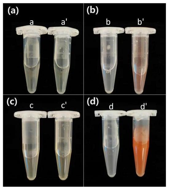 Study of selenium enrichment metabolomics in Bacillus subtilis BSN313 via transcriptome analysis