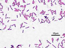 Regulation and analysis of Simiao Yong’an Decoction fermentation by Bacillus subtilis on the diversity of intestinal microbiota in Sprague-Dawley rats