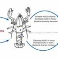 Harnessing the probiotic properties and immunomodulatory effects of fermented food-derived Limosilactobacillus fermentum strains: implications for environmental enteropathy