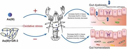 Harnessing the probiotic properties and immunomodulatory effects of fermented food-derived Limosilactobacillus fermentum strains: implications for environmental enteropathy