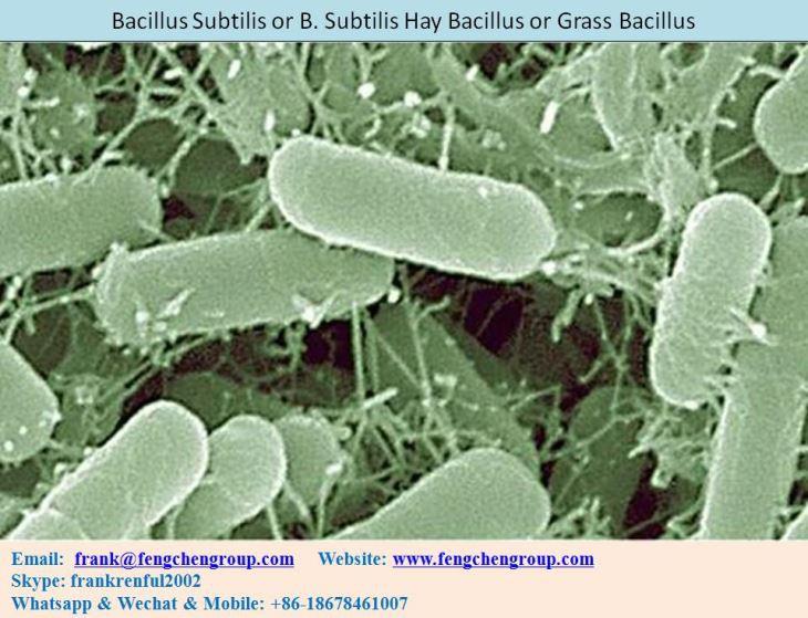 The ‌Role of‍ Bacillus subtilis in Fermenting ⁢Simiao Yong'an Decoction