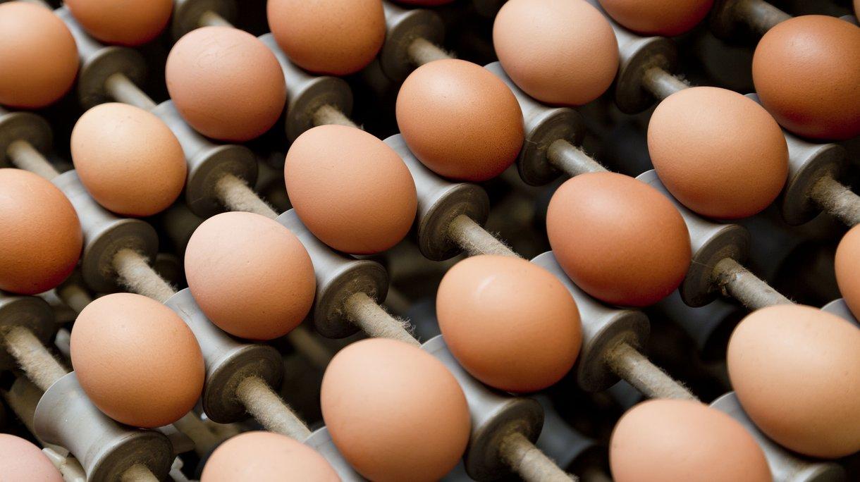 Improvements in Egg Quality from Fermented Rapeseed Meal‍ Inclusion ⁢in ⁢Hen Diets