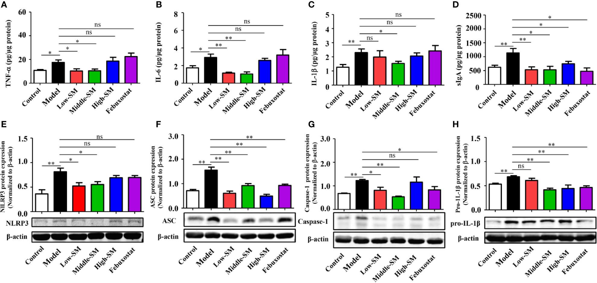 Impact of‍ Fermented Simiao Yong'an Decoction on Intestinal Microbiota Diversity in ‍Sprague-Dawley Rats