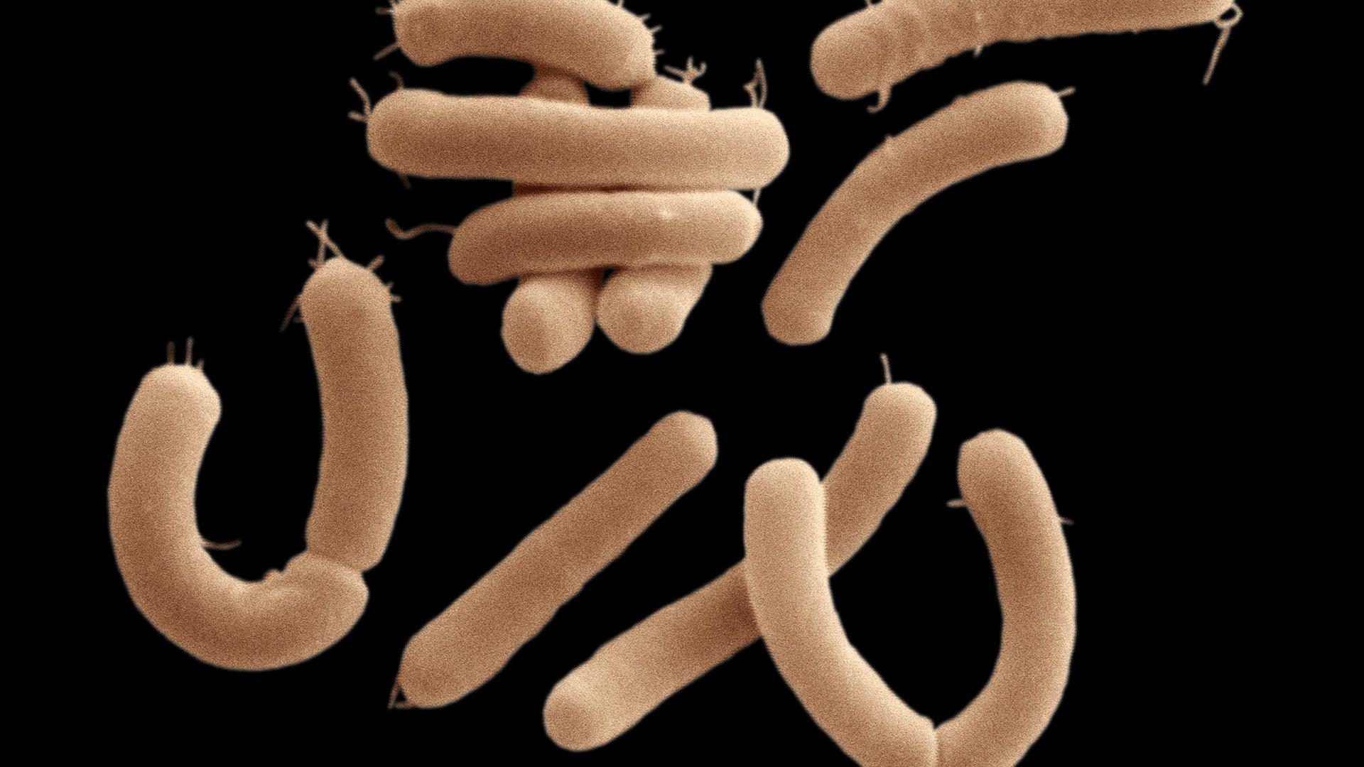 Exploring the Role of‍ Lactic ‌Acid Bacilli in Dental Plaque: Implications for Oral Health